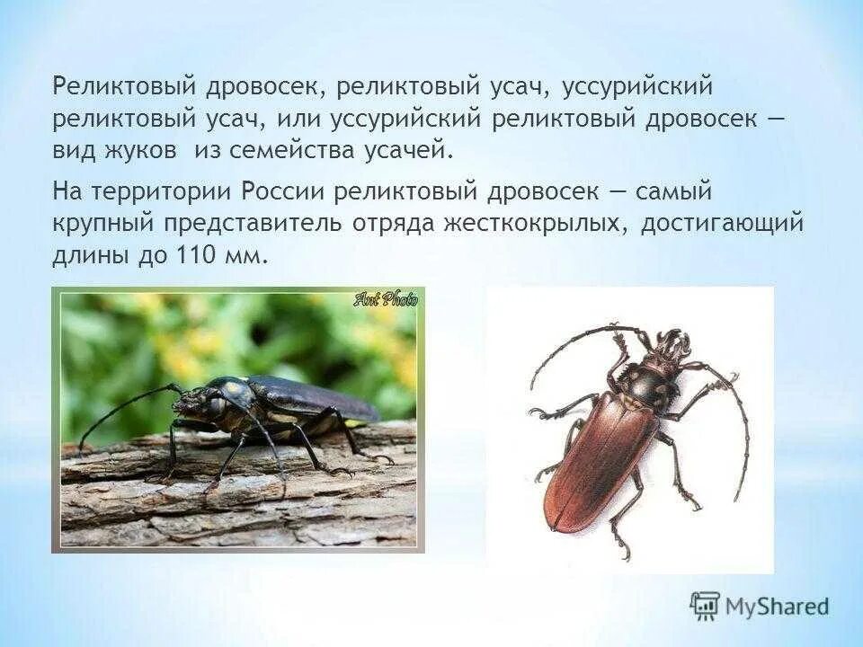 Почему дровосек занесен в красную книгу. Почему дровосек занесен в красную книгу
