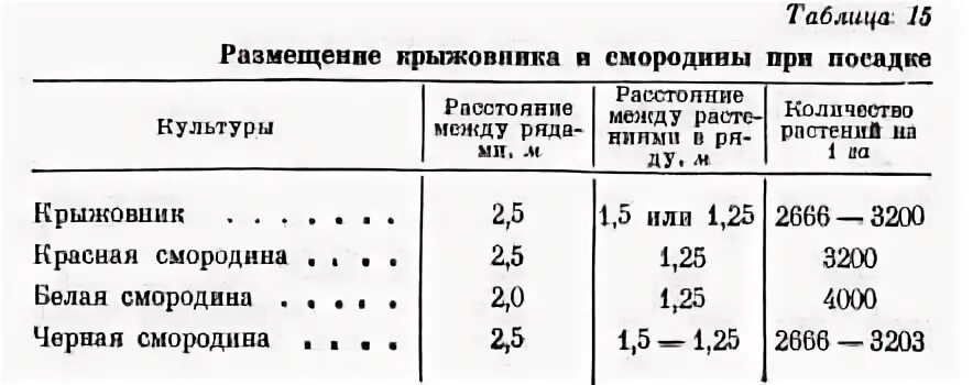 Какое расстояние должно быть между кустами