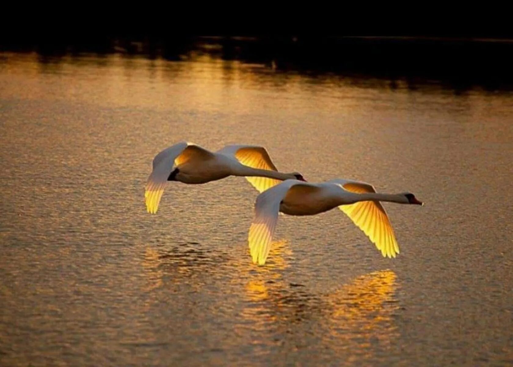 Утка летела 3. Птицы над озером. Лебедь в полете. Птицы на озере. Птица в полете.
