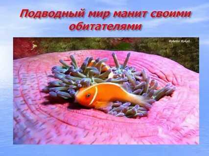 Проект подводный мир