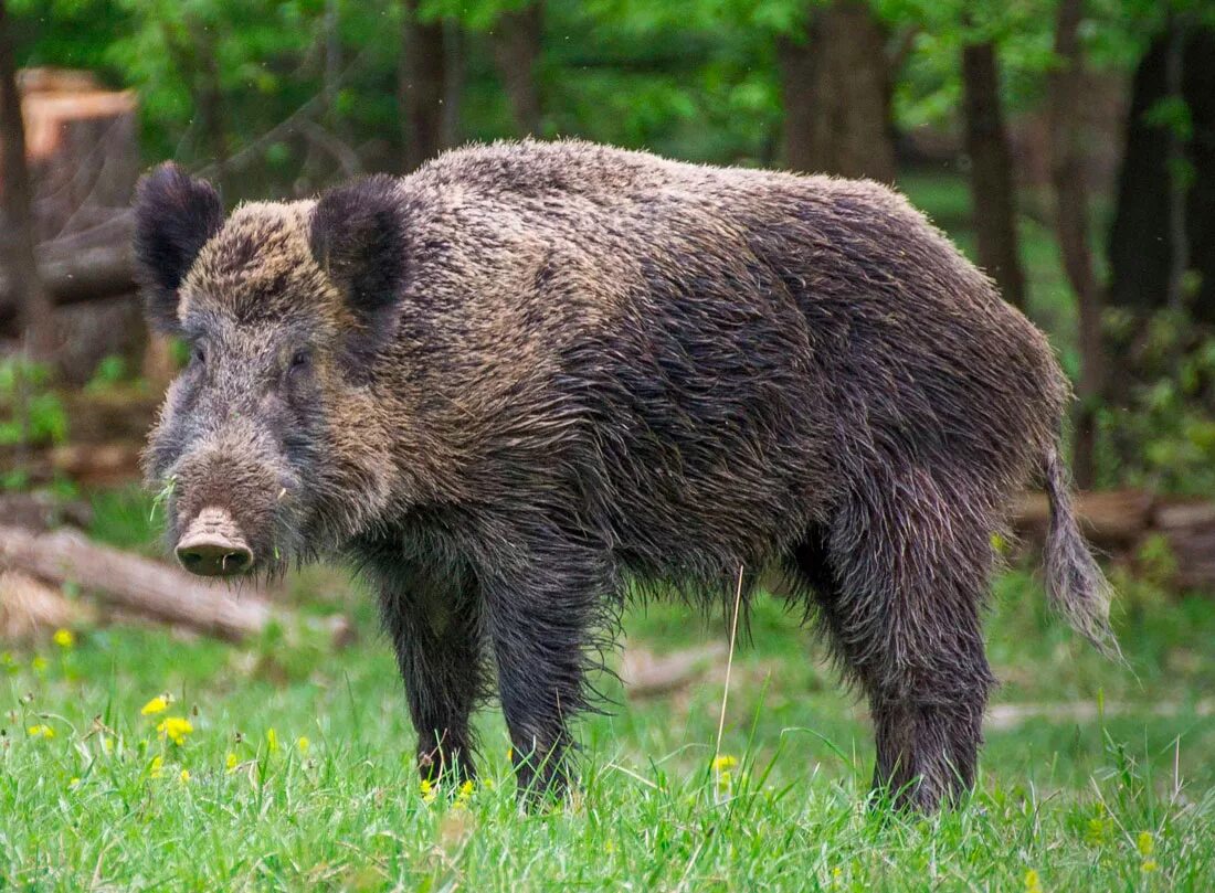 Кабан класс животных. Кабан (sus scrofa l.). вепрь секач. центрально европейский кабан. кабан секач дальневосточный.