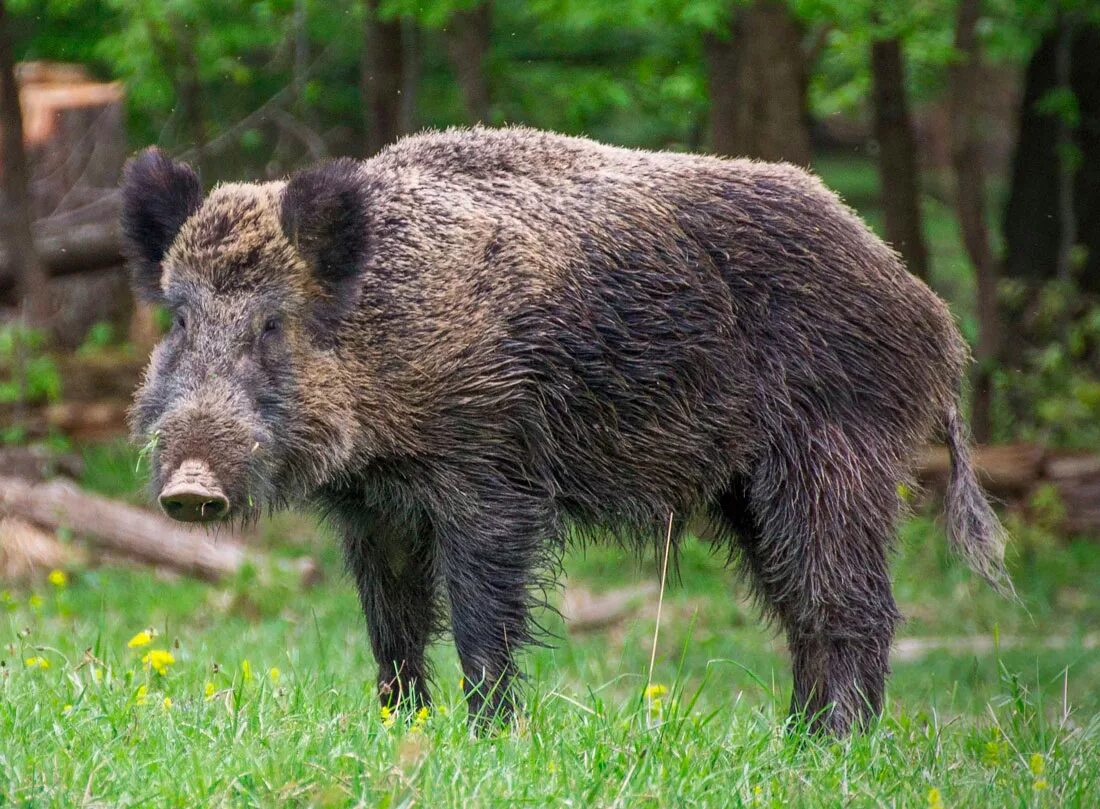 Кабан (sus scrofa l.). Вепрь секач. Центрально Европейский кабан. Кабан секач Дальневосточный. Кабан класс животных