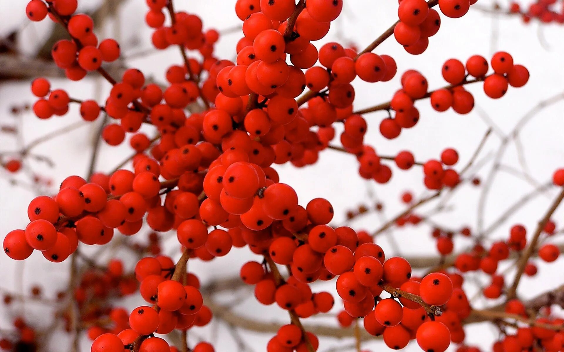 Красные ягодки Илекс. Зимние красные ягоды. Кустарник с красными ягодами зимой. Красные ягодки на дереве.