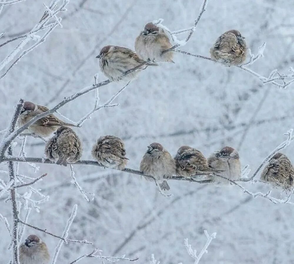 Зимнее утро Воробей. Опять морозное утро. Стайки птиц на крыльце. Гора Воробей зима.