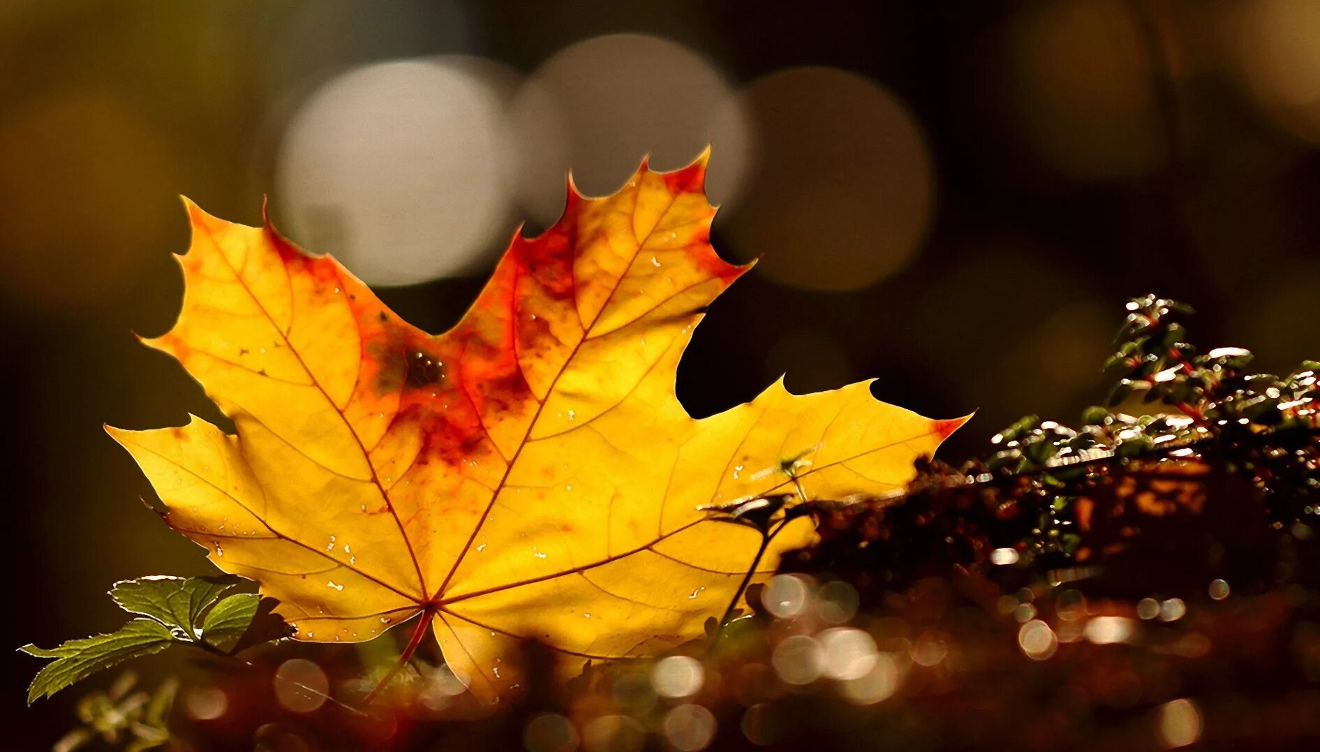 Осенние листья песня. Осенние листья на рабочий стол. Падающие осенние листья. Слайд шоу осень. Картинки на рабочий стол осень листья.