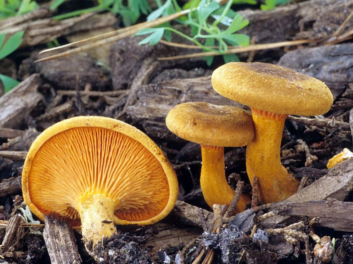 Говорушка блюдцевидная. Лисичка ложная Hygrophoropsis aurantiaca. Говорушка оранжевая ложная Лисичка. Говорушки ложные лисички. Лисичка пластинчатый