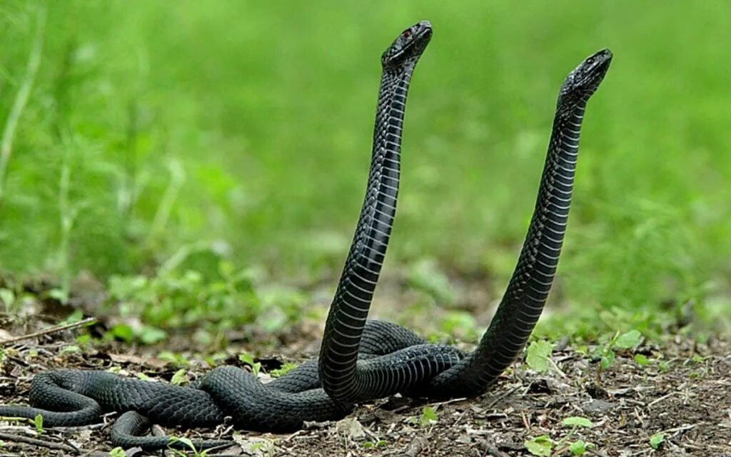 Змею много много черных. Гадюка Никольского (Vipera nikolskii). Гадюка обыкновенная. Гадюка черная. Чёрная гадюка змея.