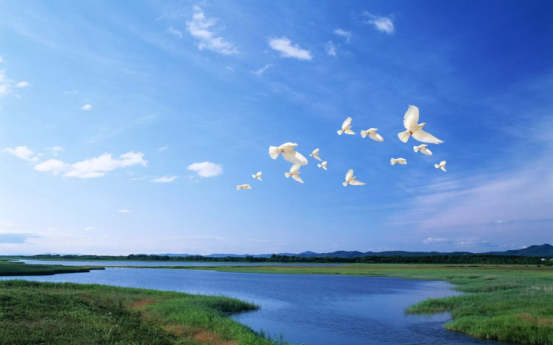 Полетели луга. Птицы над озером. Голубое мирное небо. Птицы над рекой. Небо над озером.