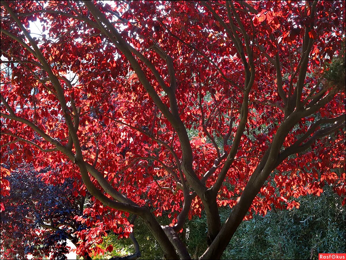 Tree red
