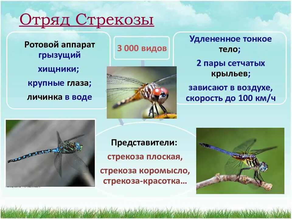 Три представителя класса насекомых. Отряд стрекозы. стрекозы отряд насекомых. представители мирекоз. стрекощыпредставители.