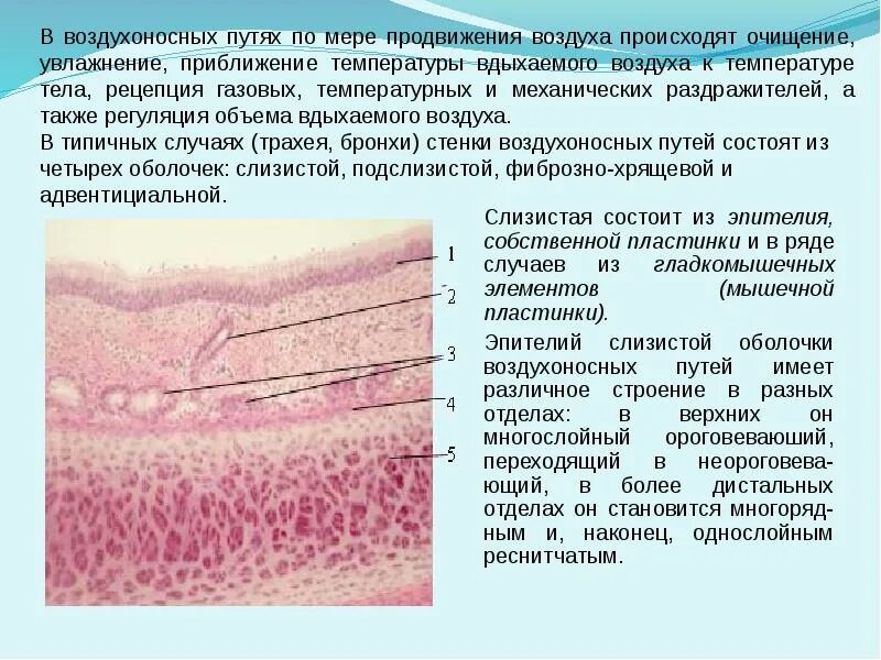 В слизистые оболочки различных