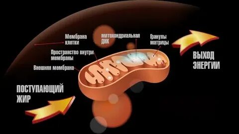 Механизм л