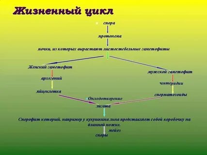 Трава цикл