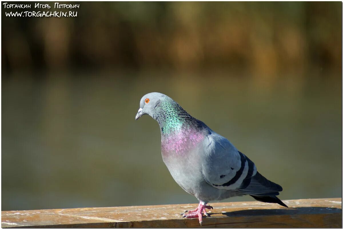 Любка бабка сизая голубка вика цыганова. Вылетала сизая голубка слушать. Бабка сизая голубка. Сизый голубь 6-8 недель фото. Бабка сизая голубка.