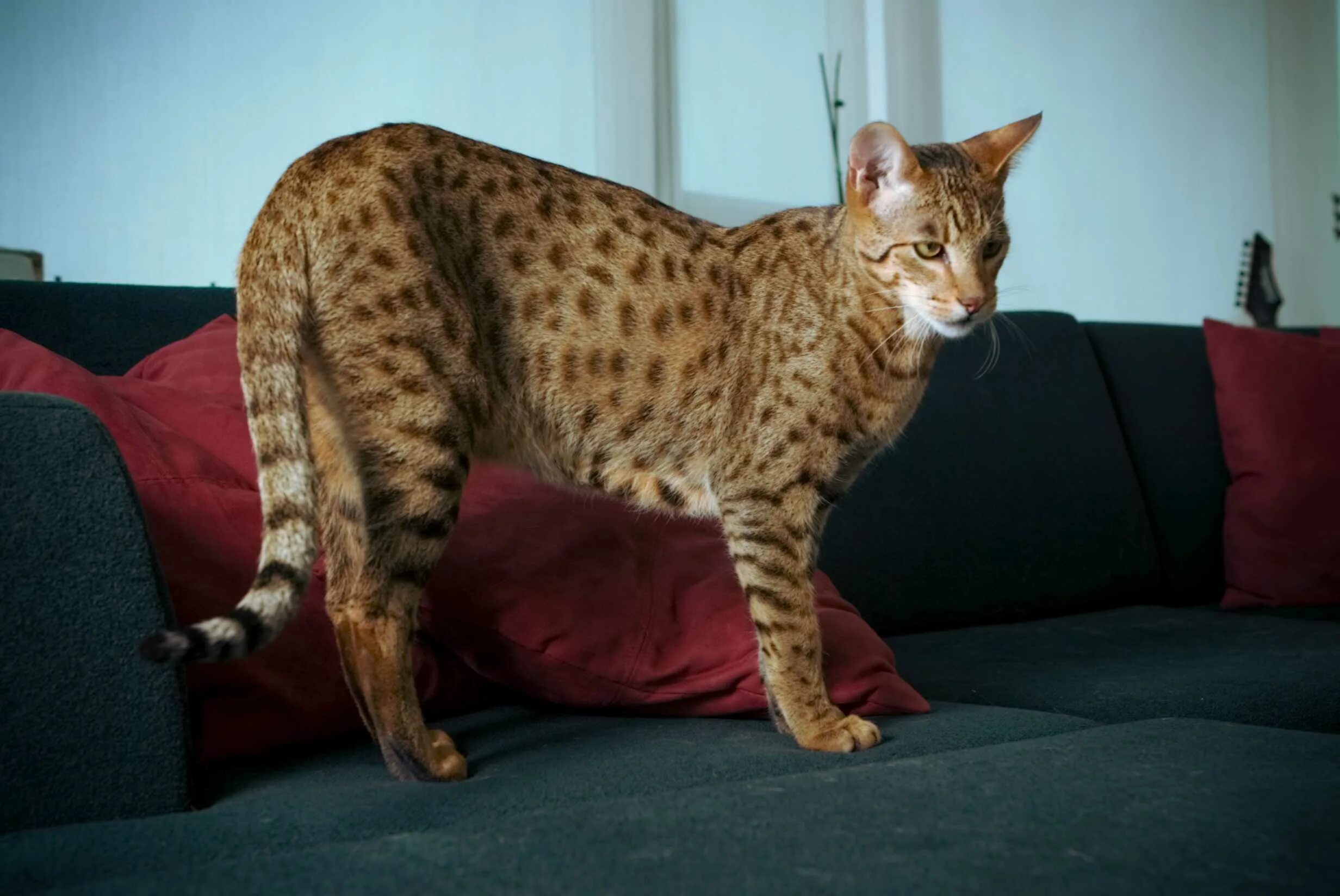 Самая дорогая кошка фото. Мейн кун Ашера. Саванна Ашера. Ашера кошка леопард. Саванна Ашера кошка.