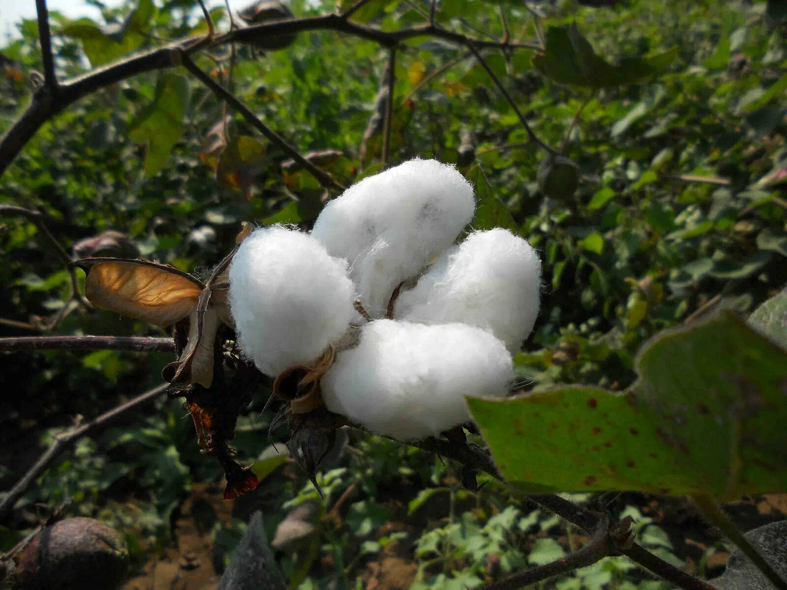 Крупными производителями хлопка являются. Cash Crop. Тварина бавовна.