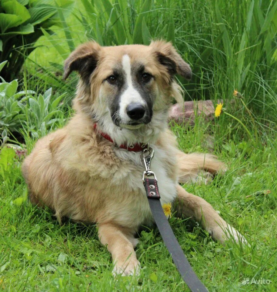 Собака буся фото. Кошечки собачки алиса мия буся. Собачка буся. Собаку бусю. Собачка буся.