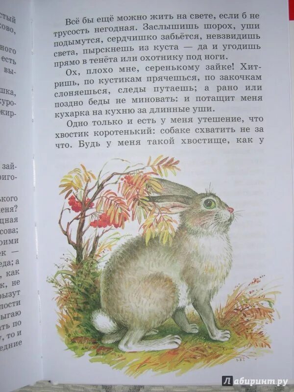 Рассказы ушинского для 1 класса читать. Рассказы ушинского для детей 1. сказка жалобы зайки.