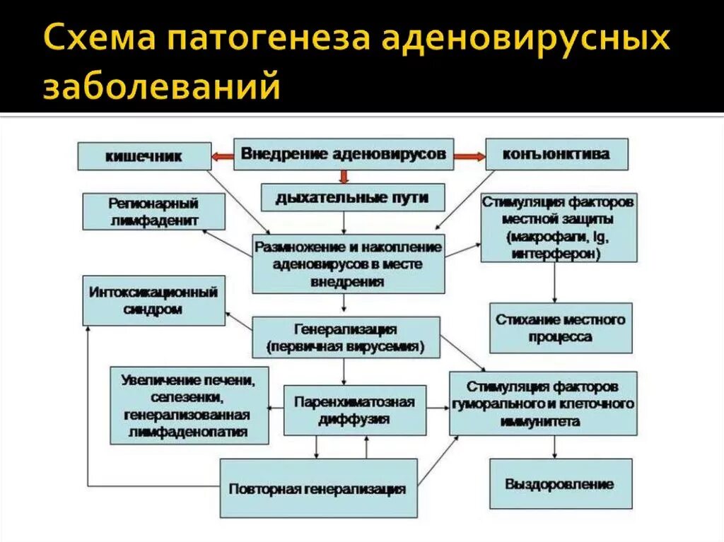 Патогенез аденовируса микробиология. Патогенез при инфекционных болезнях. Патогенез аденовирусной инфекции микробиология. Патогенез вирусных инфекций кратко. Признаки патогенеза