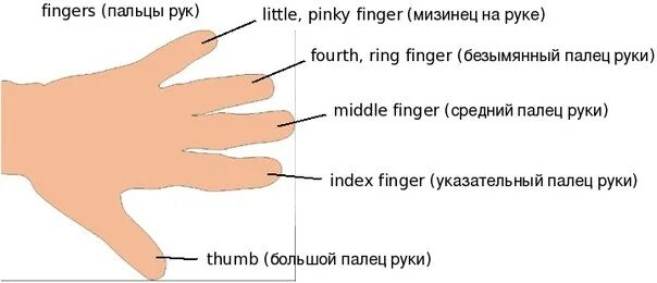 Руки перевести на английский. Название пальцев. Пальцы рук название. Наименование пальцев на руке. Пальцы на английском на руках.