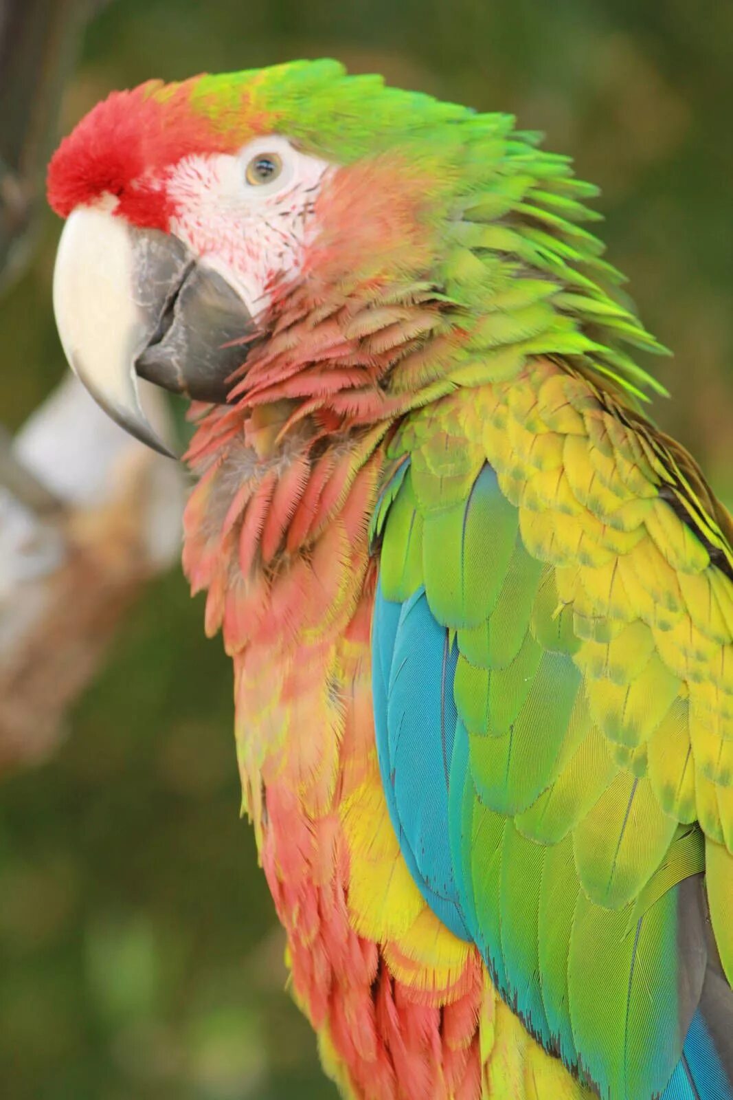 Большой цветной попугай. Попугай аратинга. Попугай ара и Какаду. Гибрид Шемрок попугай ара. Попугай Какаду цветной.