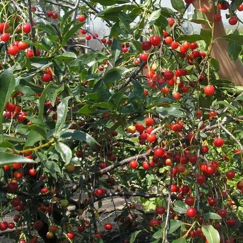 Вишня маяк. Вишня кустовая &quot;любская&quot;. кустовая вишня маяк. вишня сорт маяк. опылители для вишни маяк.