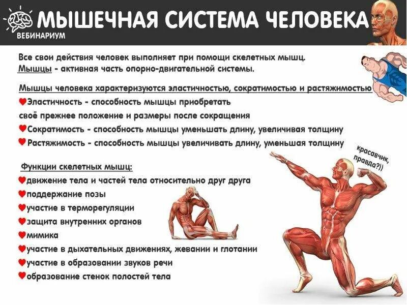 Способность мышцы. Сократительная способность мышц. Растяжимость мышц это способность. Мышечное обезвоживание. Двигательные качества мышц.