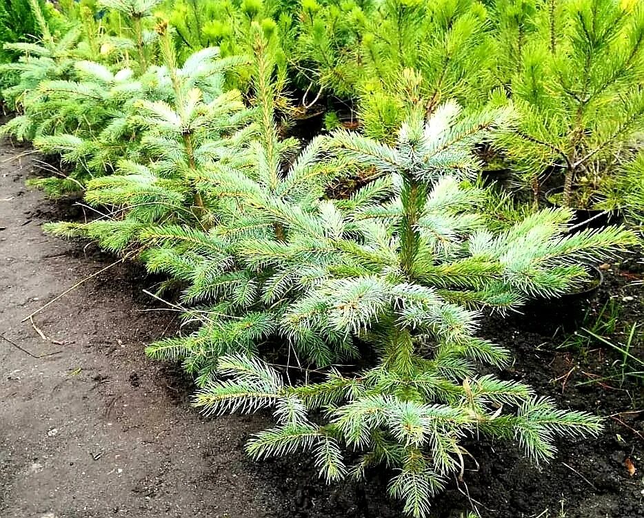 Пермь голубые ели. Незаконная вырубка голубой ели. Ель голубая в тверской области. Штраф за голубую ель. Штраф за голубую ель.