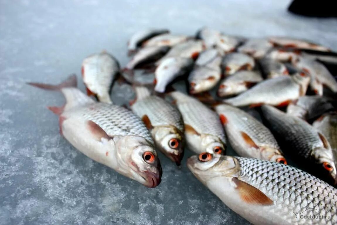Ловить много рыбы. Много рыбы на льду. Улов плотвы зимой. Много плотвы. Зимняя рыбалка на плотву.
