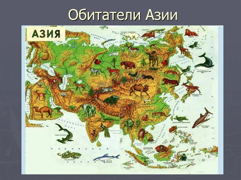 Животный мир Азии для детей. Животные обитающие в Азии. Карта животных Евразии. Животные Евразии для детей.
