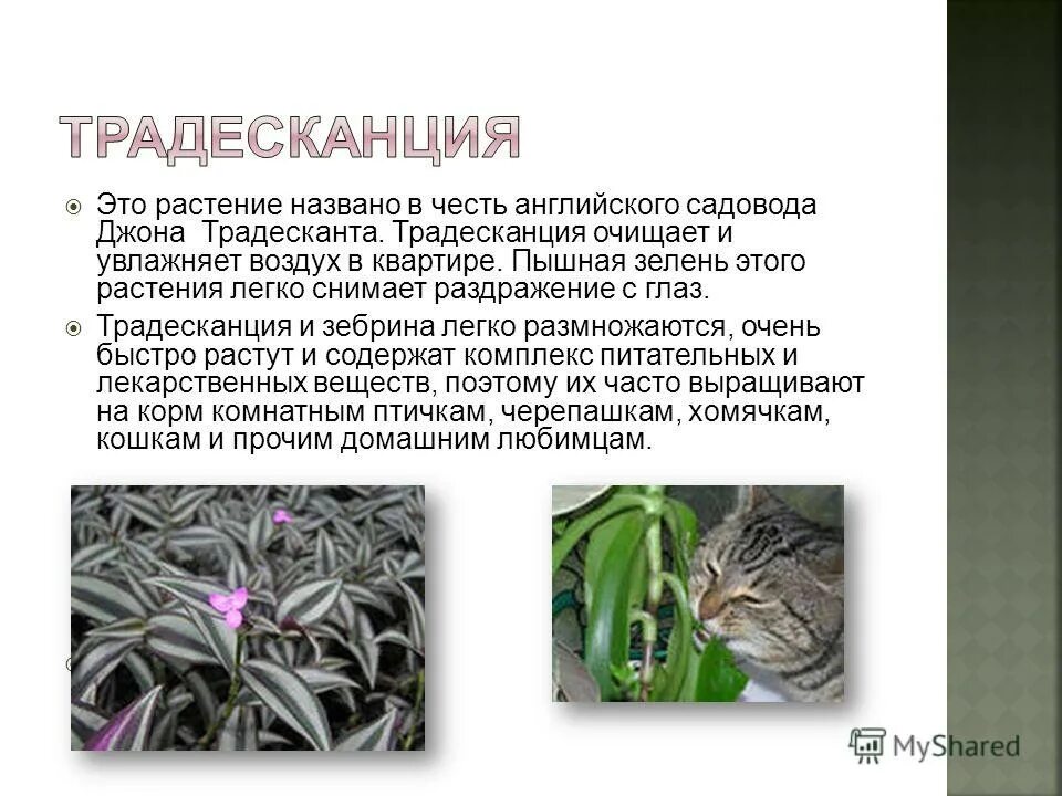 Экспериментатор взял одно растение традесканции. Экспериментатор взял одно растение традесканции