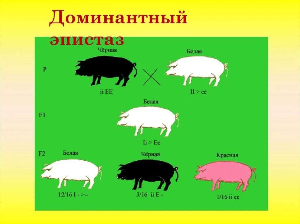 Доминантный эпистаз. Эпистаз у свиней. Эпистаз генов. Эпистаз доминантный и рецессивный.