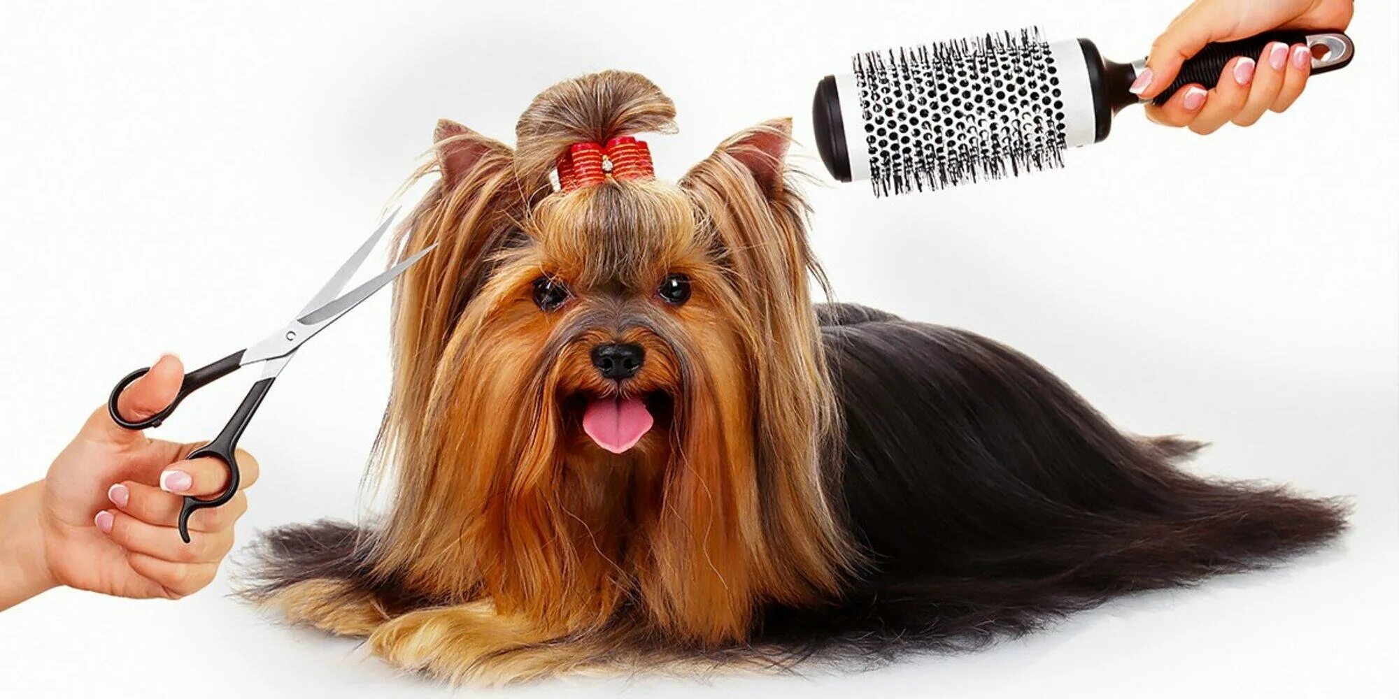 Груминг. Салон для собак. Стрижка животных. Парикмахерская для собак. Груминг животных.