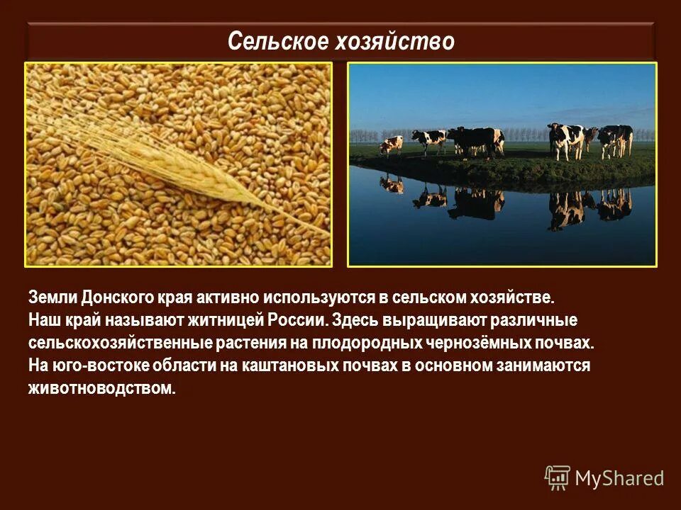 Этот край житница нашей страны здесь выращивают. Этот край житница нашей страны здесь выращивают. Баннер кубанская житница. Баннер кубанская житница. Этот край житница нашей страны здесь выращивают.