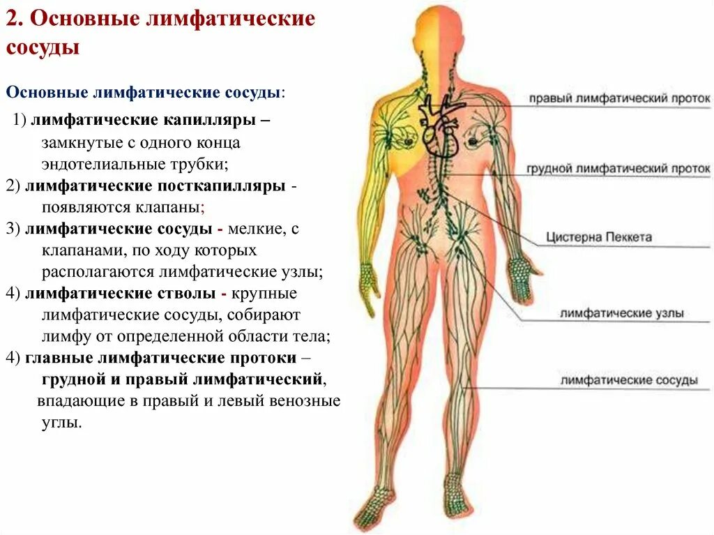 Как правильно лимфоузел. Сосуды лимфатической системы. Лимфатические капилляры лимфатические сосуды лимфатические узлы. Лимфатическая система человека капилляры. Лимфатическая система человека правый лимфатический проток.