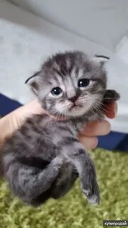 Котят которых продают