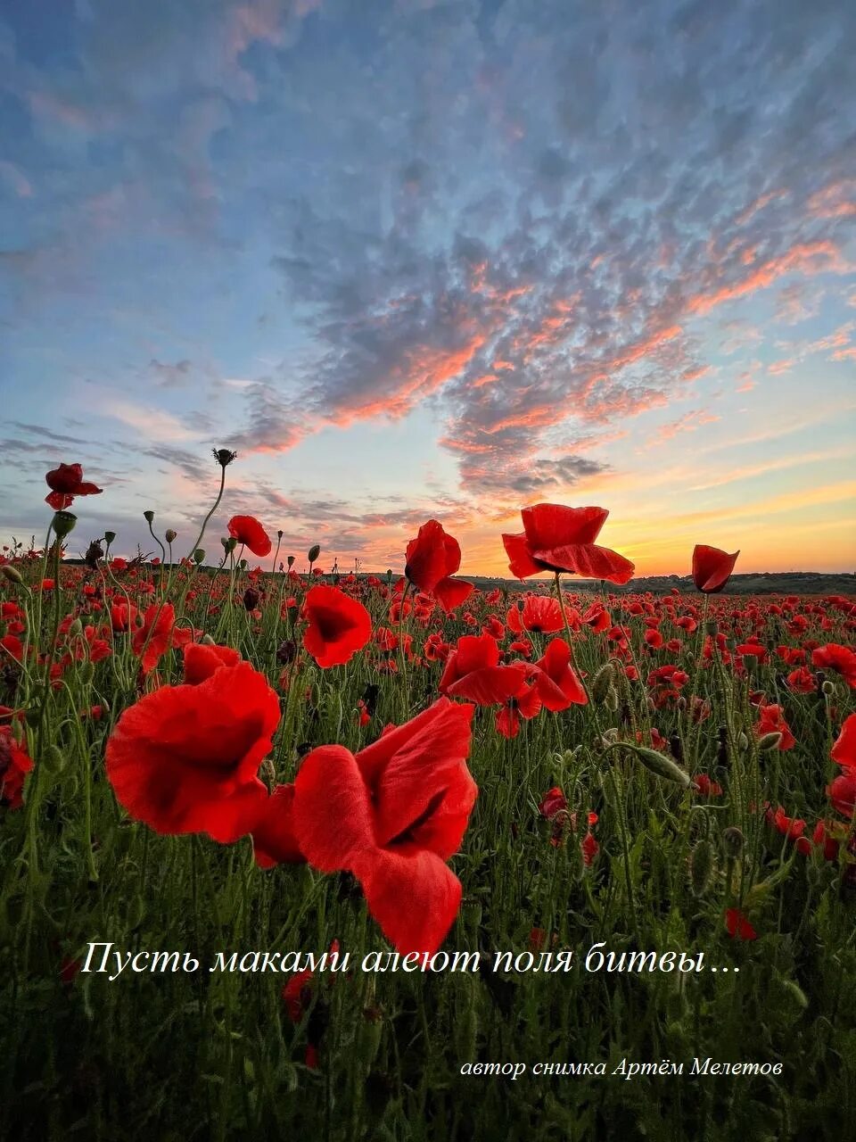 Маковые поля спб. Маковое поле ставрополь. маковое поле новочеркасск. моздок маковые поля. элиста маковые поля.
