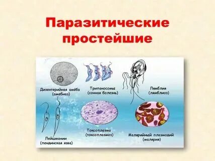 Инфекция вызванная простейшими