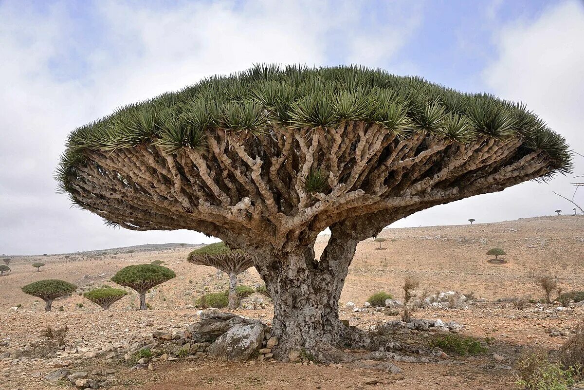 Драконовое дерево цветок фото Dracaena draco Monaco Nature Encyclopedia