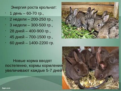Как правильно крольчиха