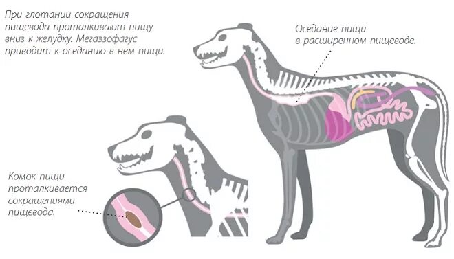 Расширение пищевода у собаки. Патологии пищевода у животных. Строение пищевода собаки. Расширение пищевода у животных.