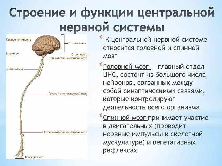 Центральная нервная система особенности строения. Центральная нервная система особенности строения