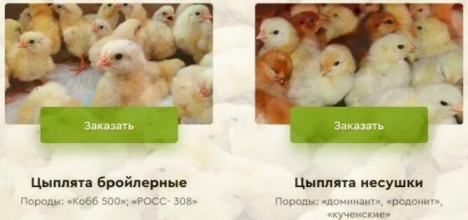 Недельные цыплята бройлеры. Покупка бройлеров цыплят. Бройлеры 2 недели. Цыпленок бройлер богатство Сибири.