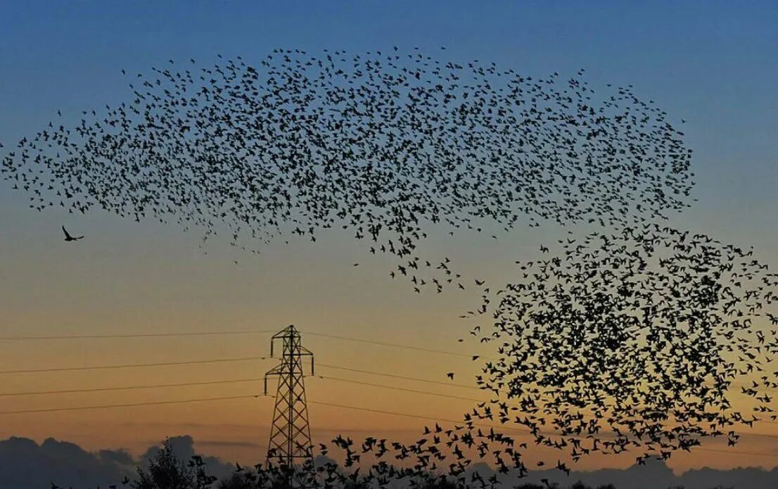 Миграция Скворцов. Стая птиц. Стая Скворцов. Стая птиц в небе.