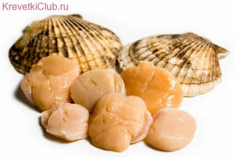 Гребешки где водятся