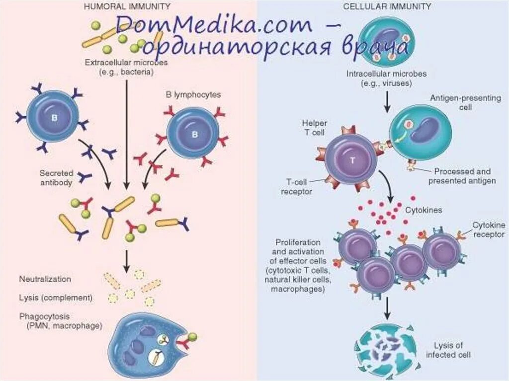 Супрессия иммунного ответа. Immunity Cells. Humoral immune System. Эффекторная фаза апоптоза. Эффекторная стадия иммунного ответа рисунок.