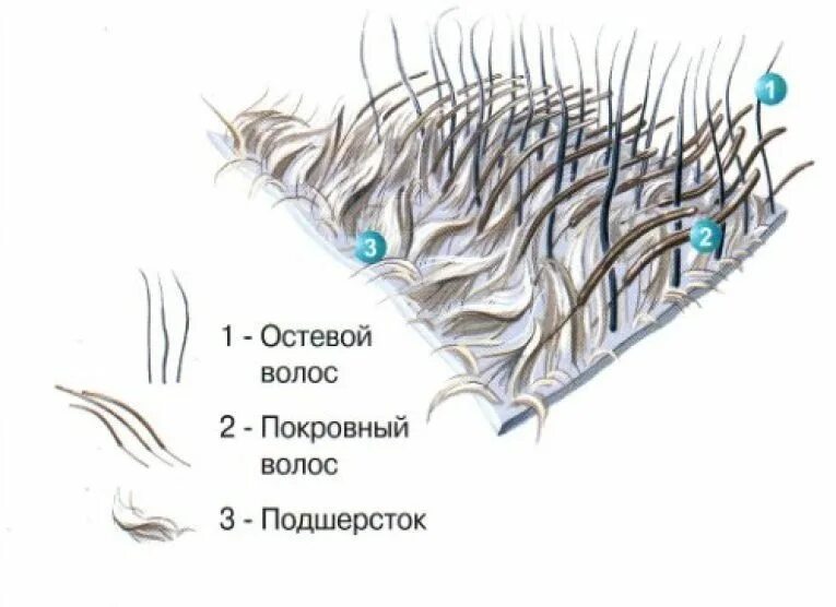 Покров тела ежа. Строение шерсти млекопитающих. Строение шерстного Покрова собаки. Шерстный Покров собаки структура. Строение кошачьего волоса.