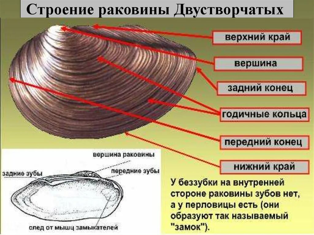 Передний верхний край. Строение раковины беззубки строение. Строение раковины двустворчатых моллюсков. Раковина двустворчатых моллюсков беззубки. Створка раковины беззубки.