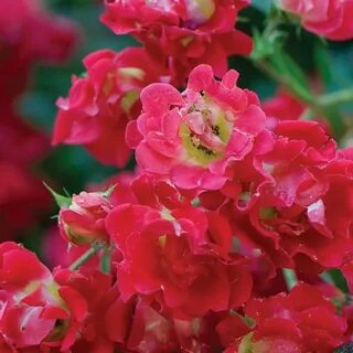 Red bells