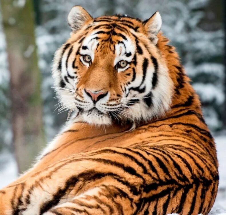 Про красного тигра. Тигр Дальневосточный Амурский. Амурский (Уссурийский) тигр. Уссурийский (Амурский) тигр Уссурийский (Амурский) тигр. Дальневосточный Уссурийский тигр.